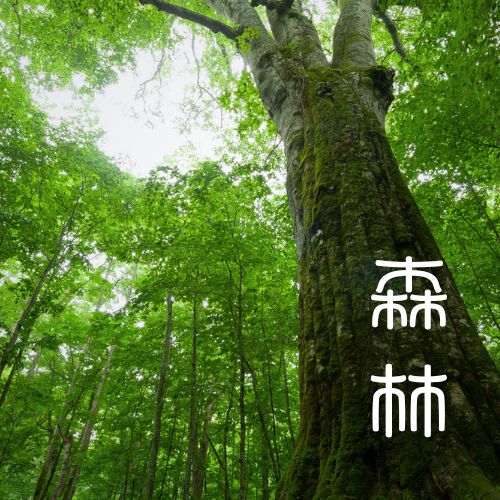 Người Nhật và rừng