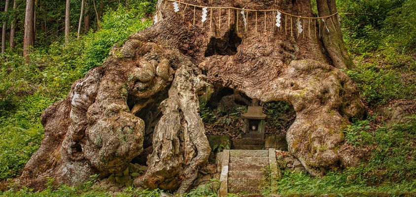 Rừng trong văn hóa dân gian Nhật Bản