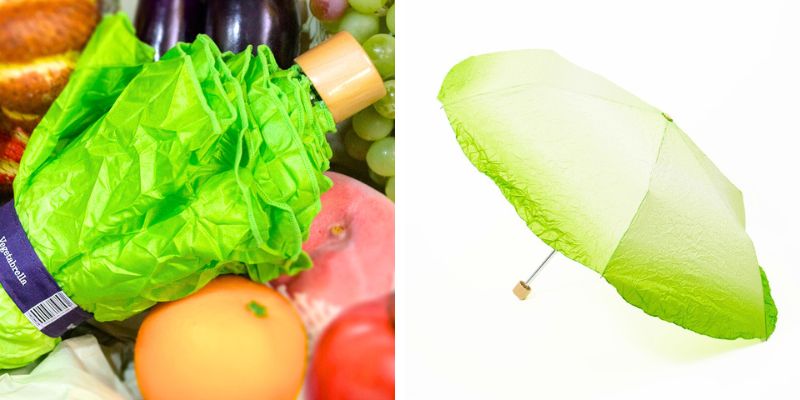 Dù rau diếp dù rau diếp