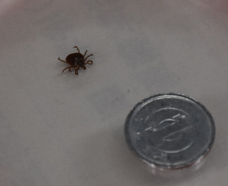 ve-ixodes-truyền-bệnh ve-ixodes-truyen-benh