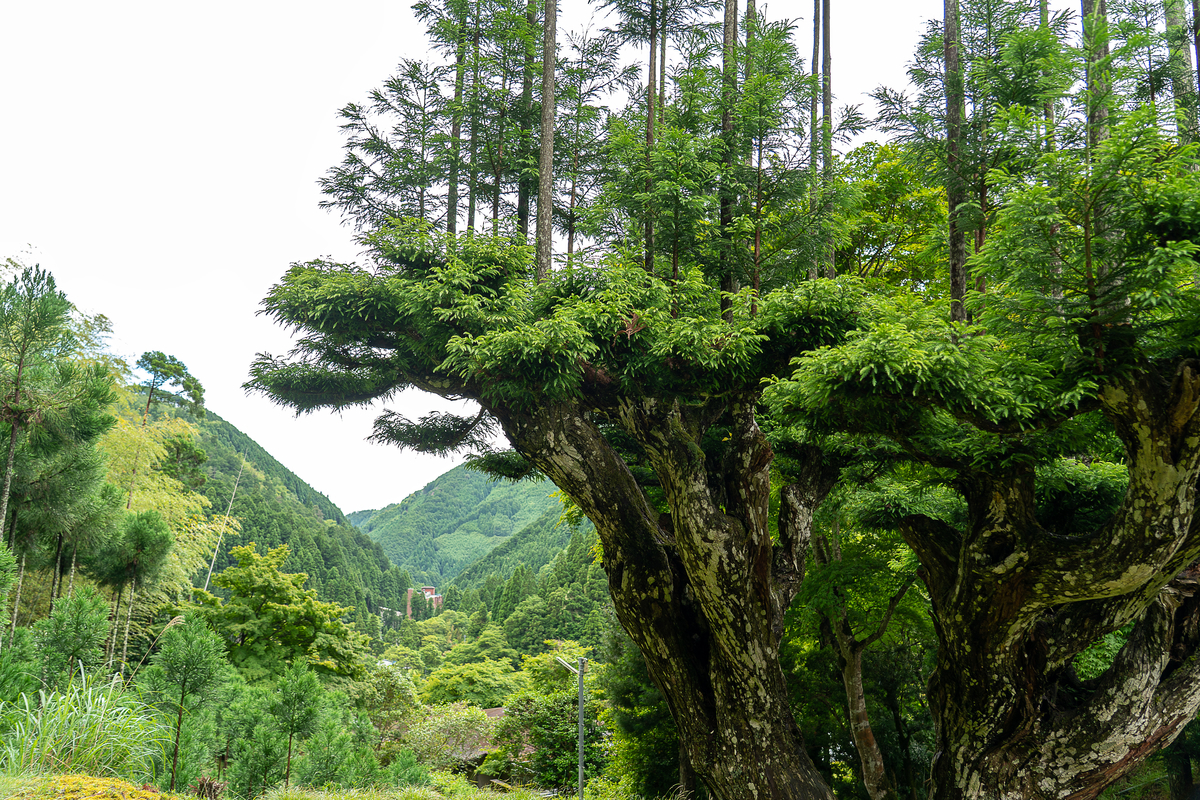 daisugi-ky-thuat-lam-nghiep-nhat-ban daisugi-ky-thuat-lam-nghiep-nhat-ban