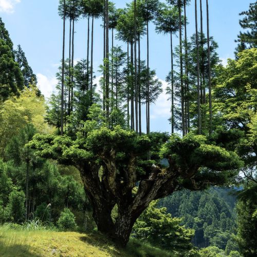 Kỹ thuật lâm nghiệp Daisugi: Khi mỗi cây là một khu rừng