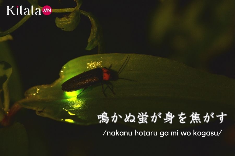 thanh-ngu-dom-dom thanh-ngu-dom-dom