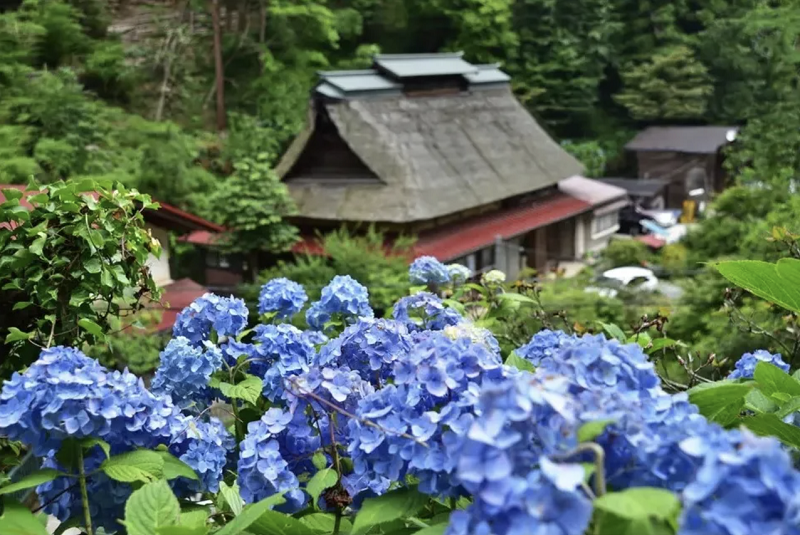 minamisawa-ajisai minamisawa-ajisai