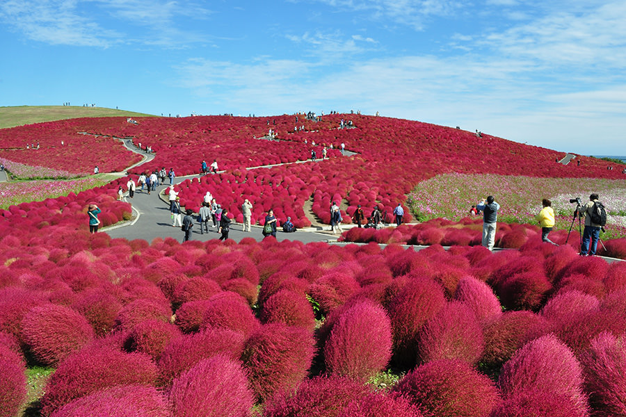 kochia kochia