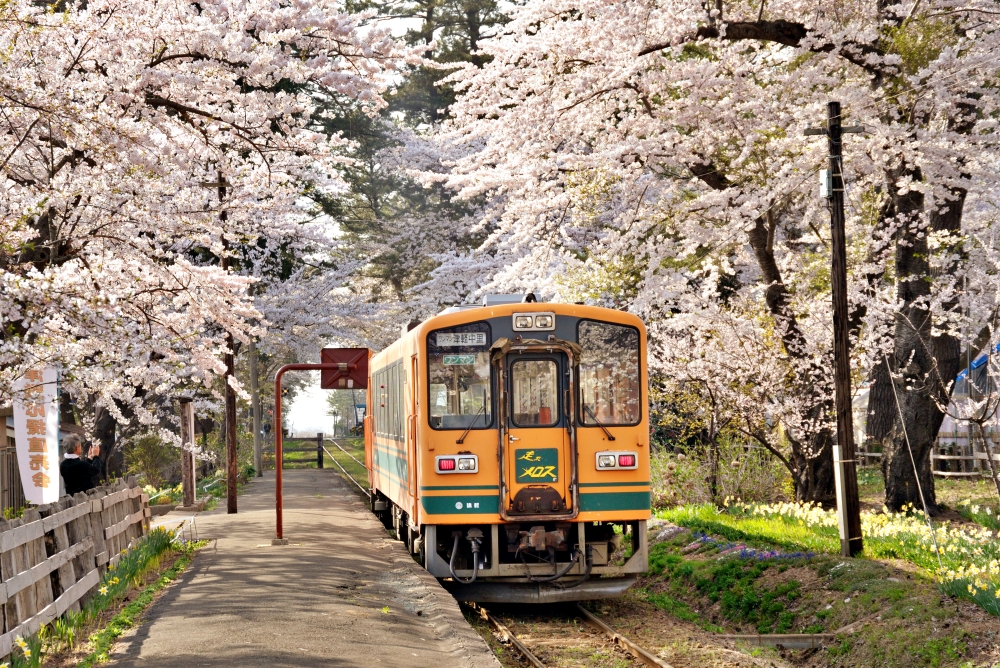 tsugaru-ashino-koen-sakura tsugaru-ashino-koen-sakura
