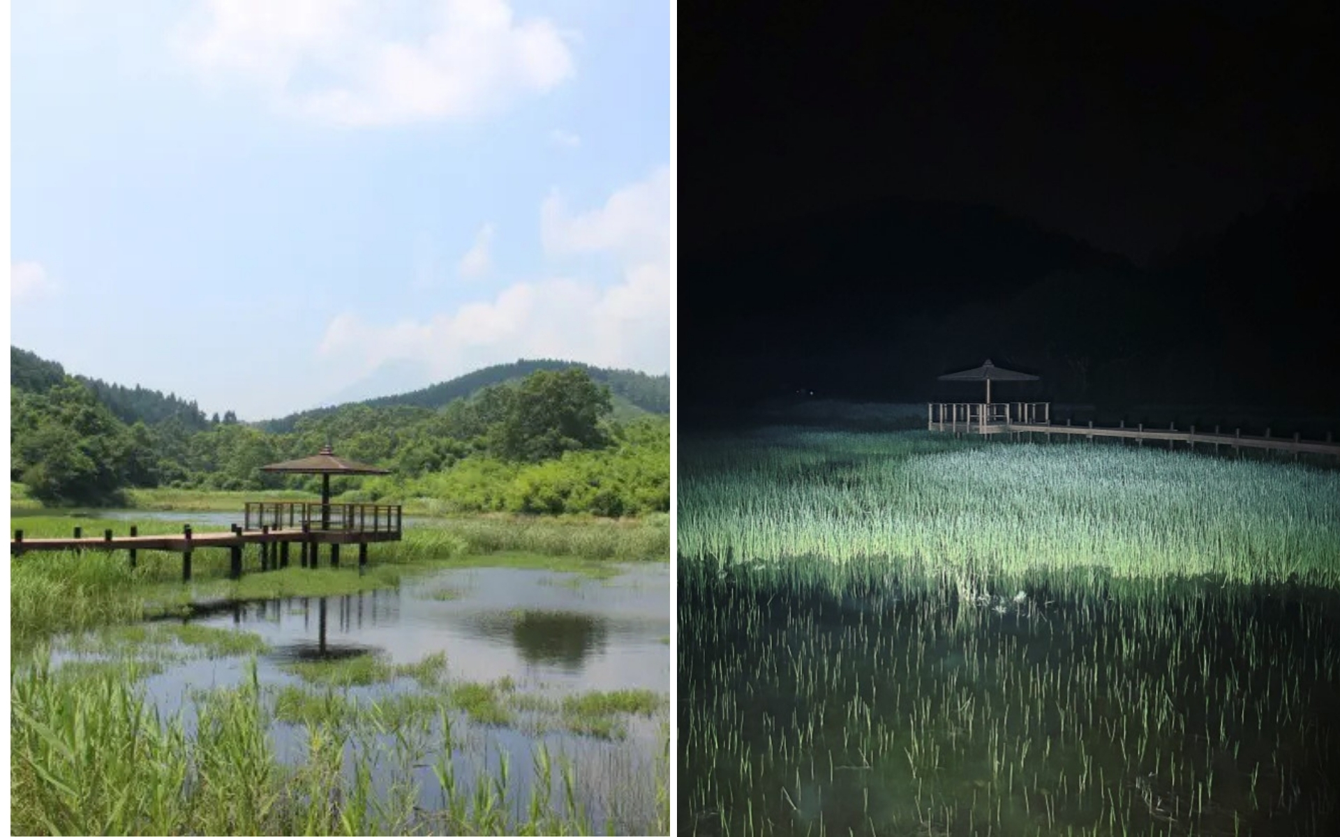 oita-kagurameko oita-kagurameko