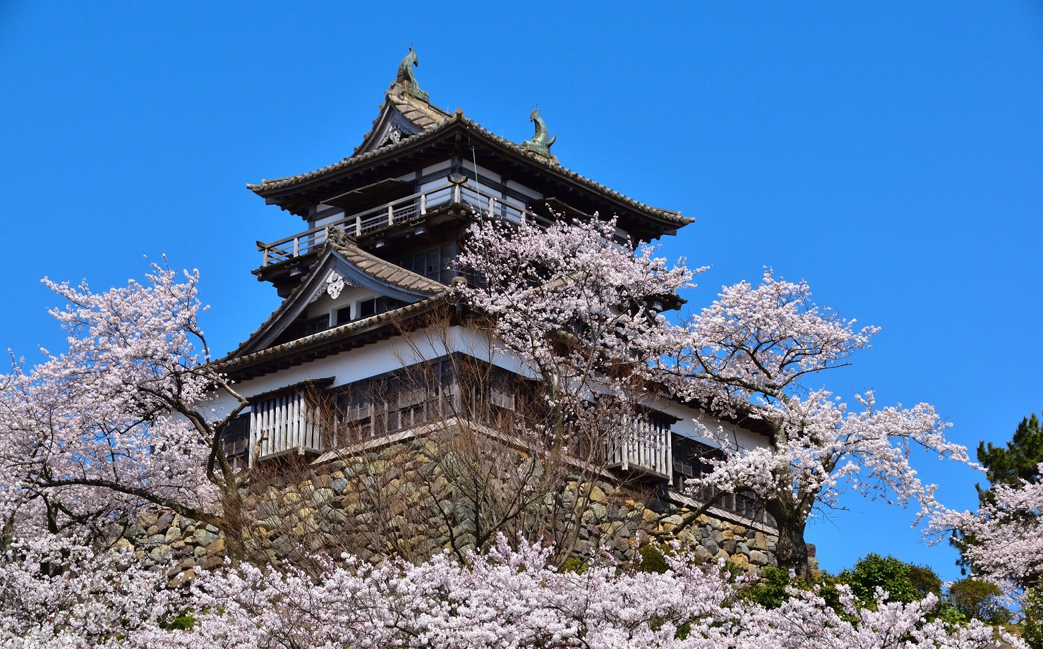 fukui fukui