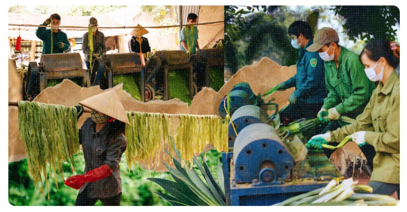 sản-xuất-sợi-dứa-pinalina sản-xuất-sợi-dứa-pinalina