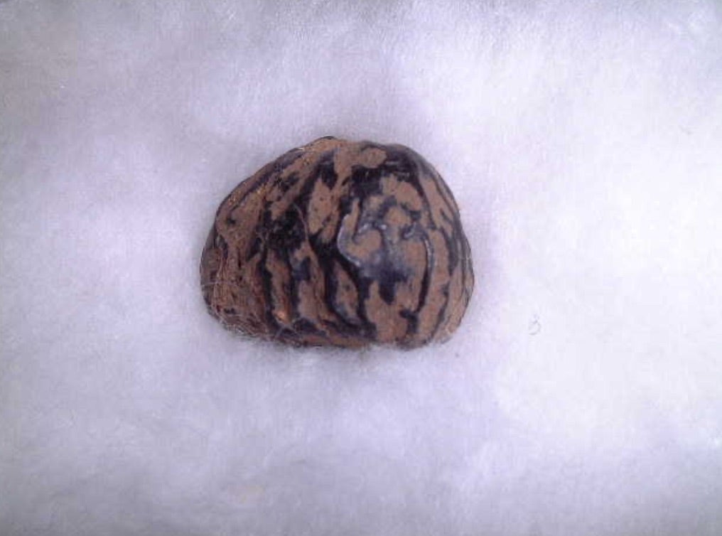 hạt-dẻ-rừng-thời-jomon hạt-dẻ-rừng-thời-jomon