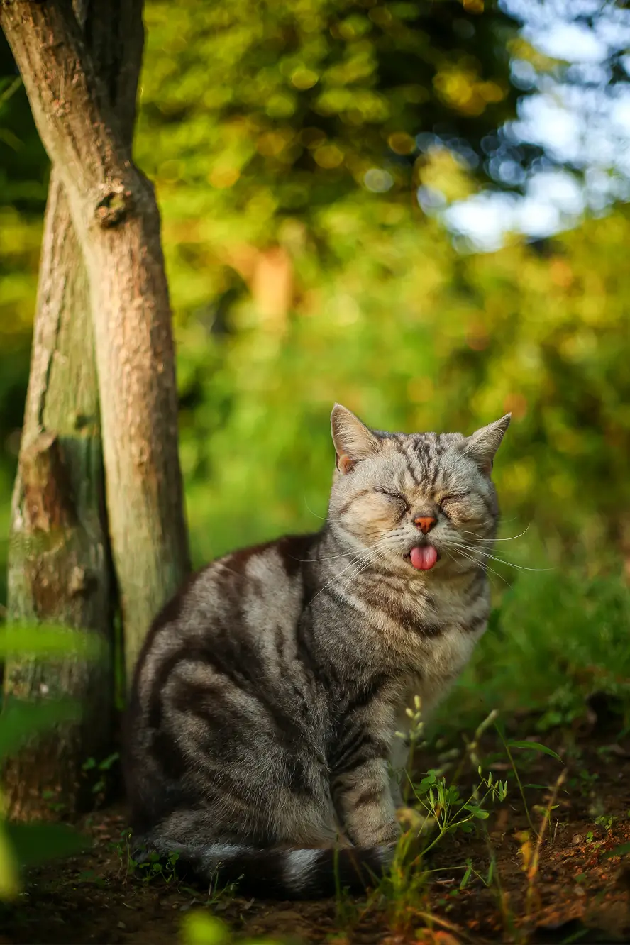 chú-mèo-busa-nyan chú-mèo-busa-nyan
