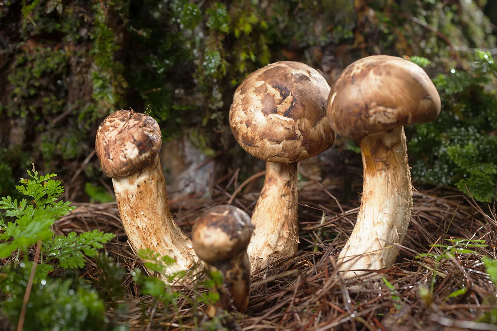 matsutake matsutake