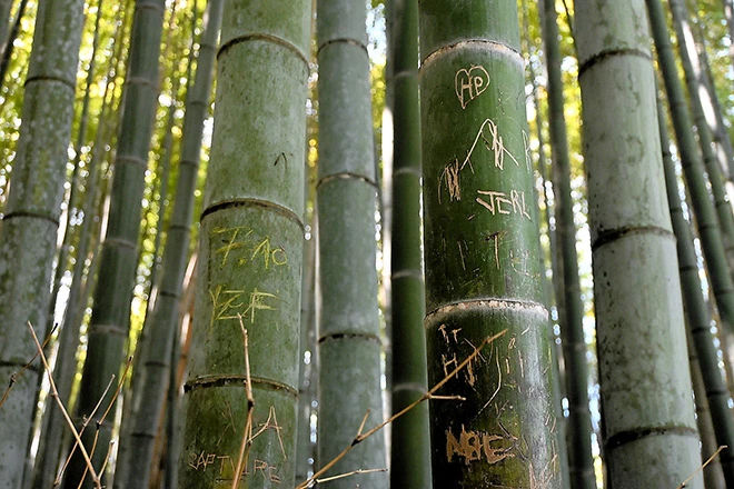 rung-tre-arashiyama-ve-bay-3