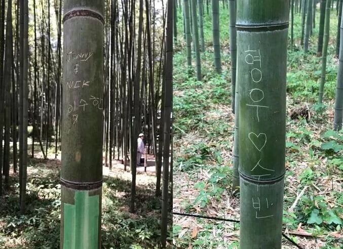 rung-tre-arashiyama-ve-bay