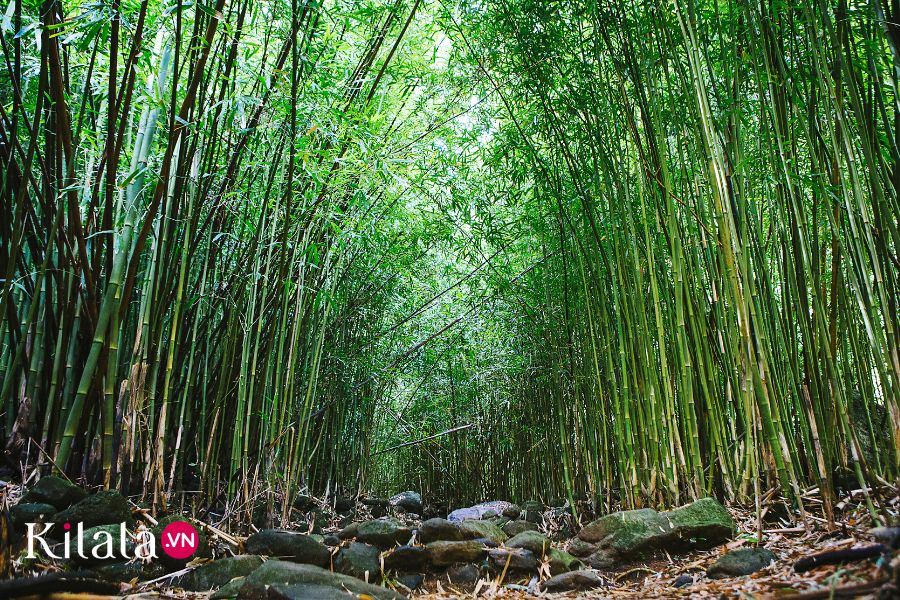 rừng tre rung-tre