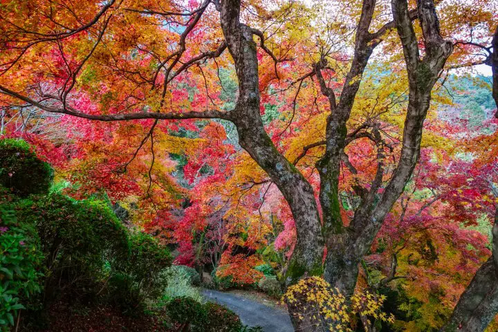 kagawa-đền-kotohira