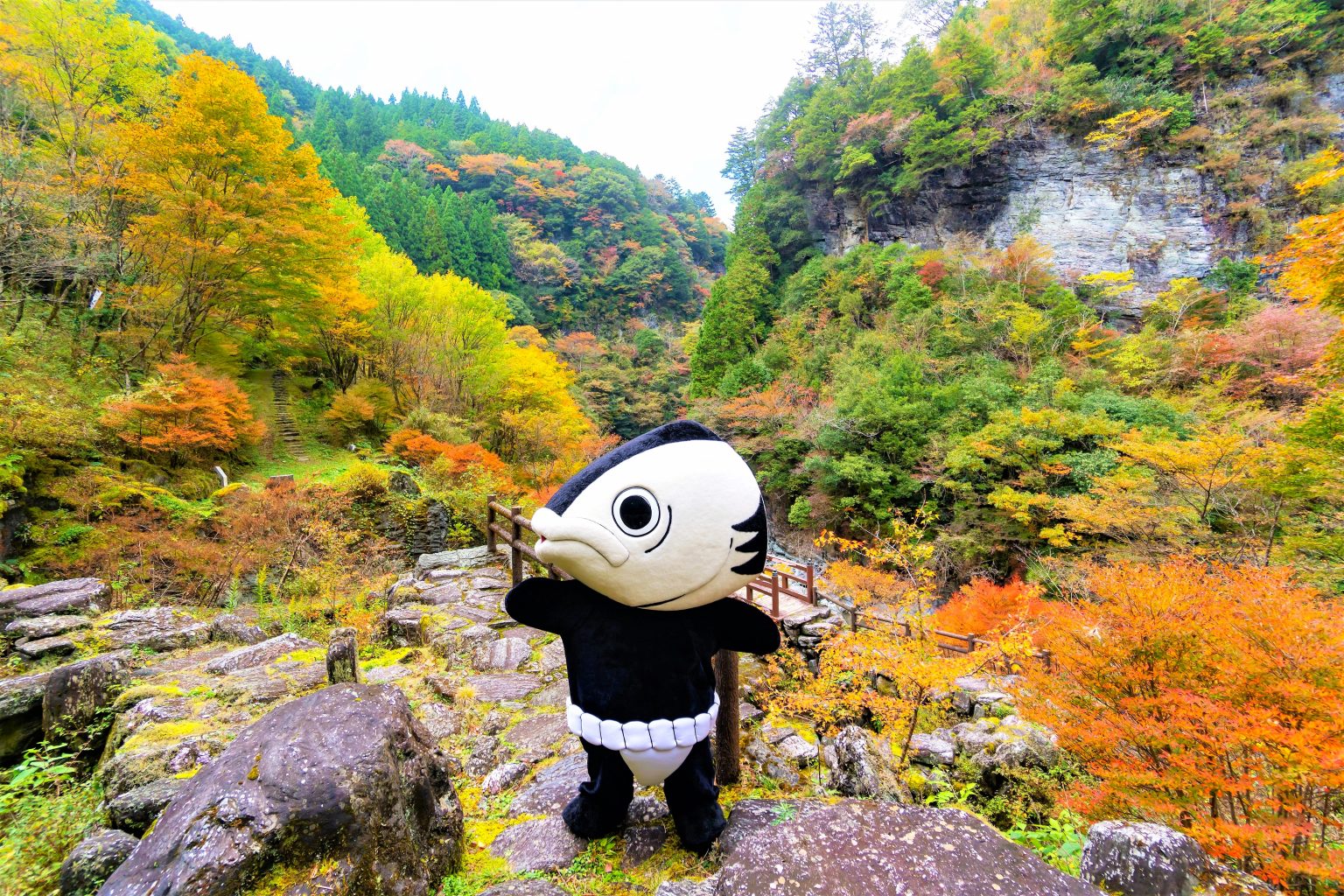 kochi-thung-lũng-yasui