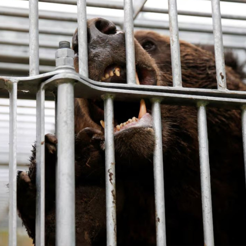 Cổ phiếu công ty tăng vì… gấu nâu?