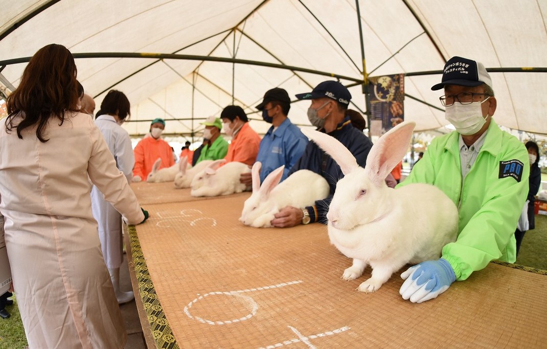 lễ-hội-thỏ-daisen