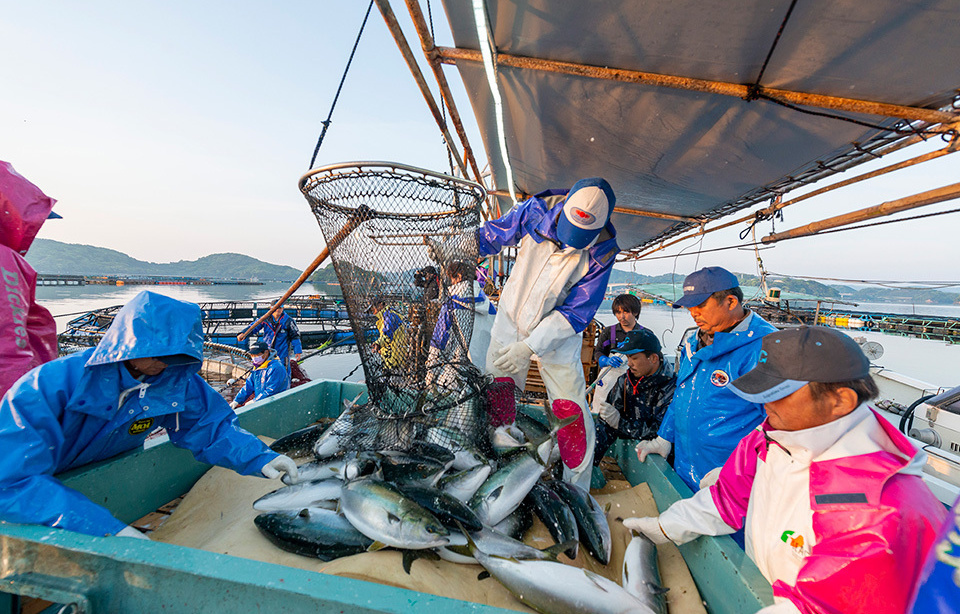 producing_the_beloved_yellowtail_02