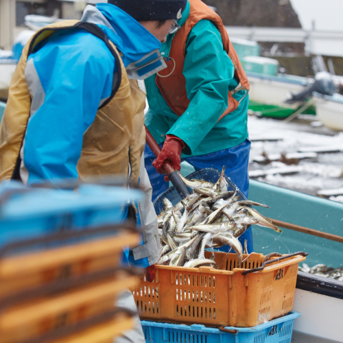 Hải sản đang bị đe dọa, Nhật Bản hướng tới đánh bắt bền vững