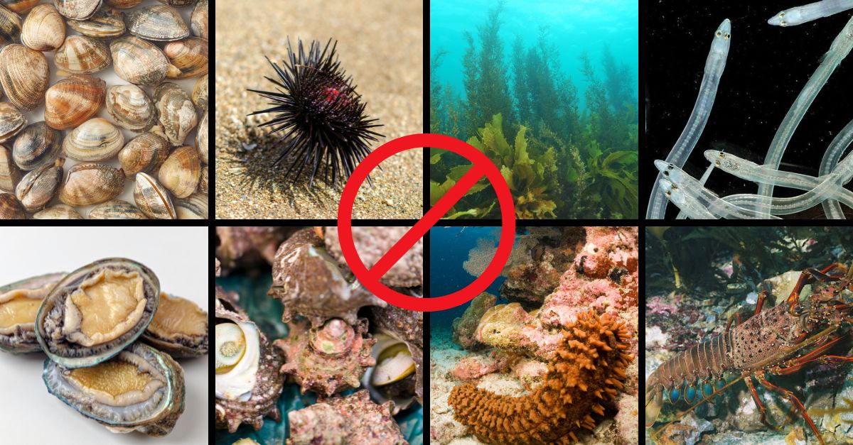 hai-san-cam-danh-bat