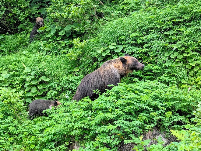 đàn-gấu-trong-vụ-tai-nạn