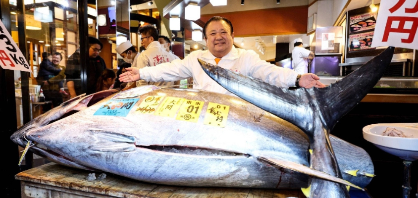 Một phiên đấu giá cá ngừ triệu đô tại chợ cá Toyosu diễn ra như thế nào?