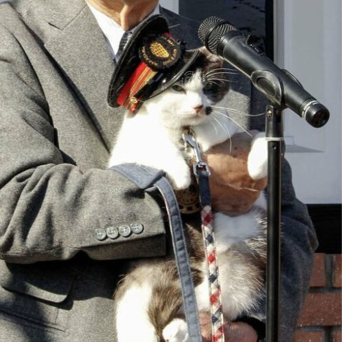 Ga Kishi có trưởng ga mèo mới