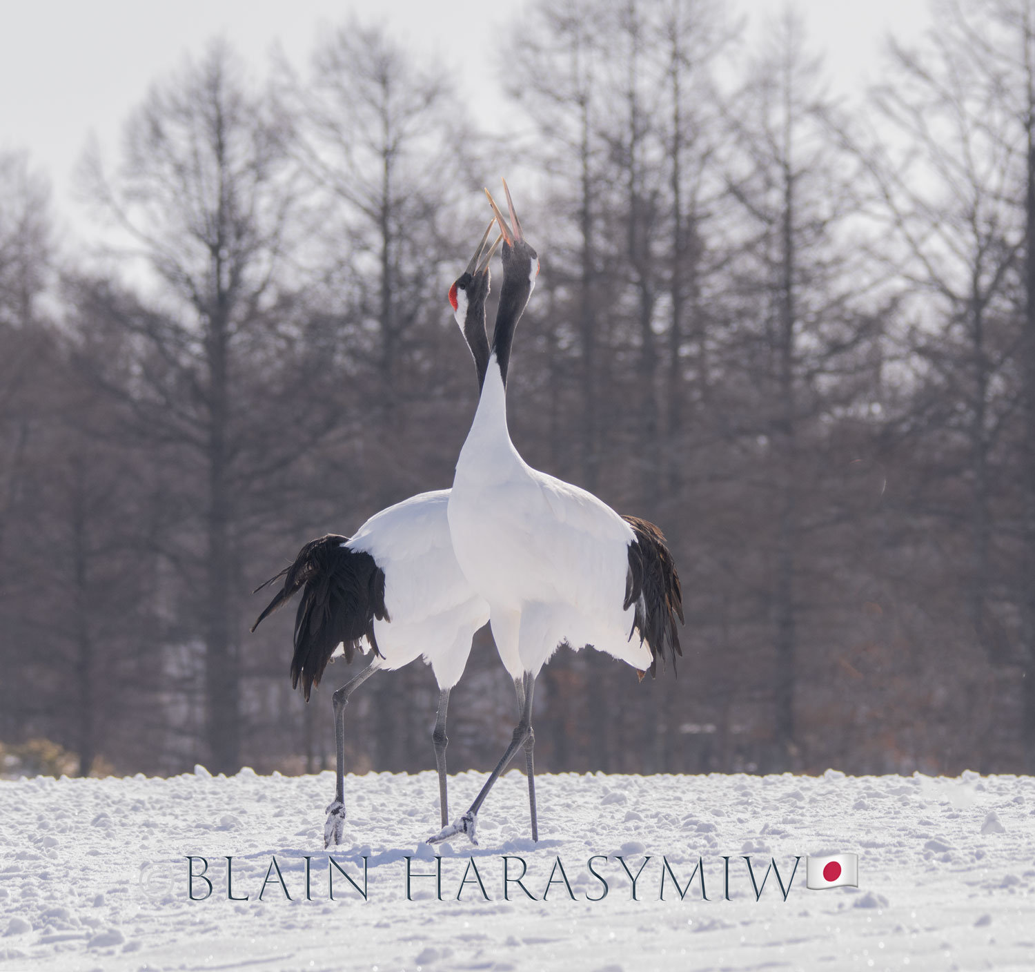 điệu-múa-chim-hạc