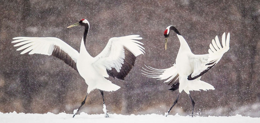 Vũ điệu của hạc thần nơi xứ tuyết Nhật Bản