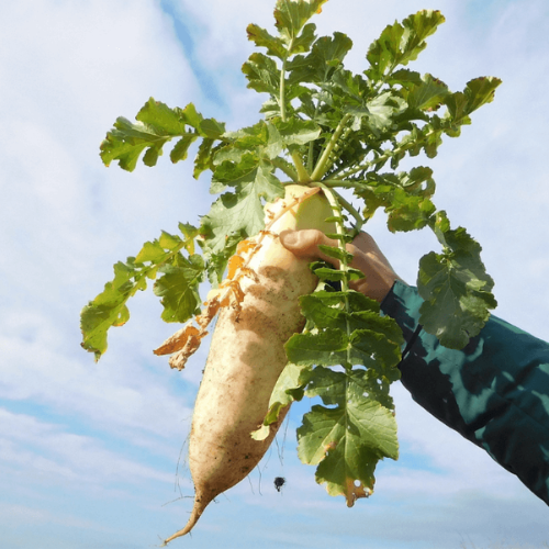 Củ cải Daikon: Linh hồn của ẩm thực mùa đông Nhật Bản