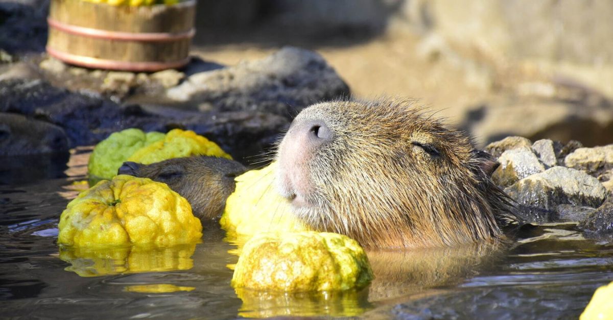 Cuộc thi tìm ra chú chuột lang nước thư giãn nhất Nhật Bản