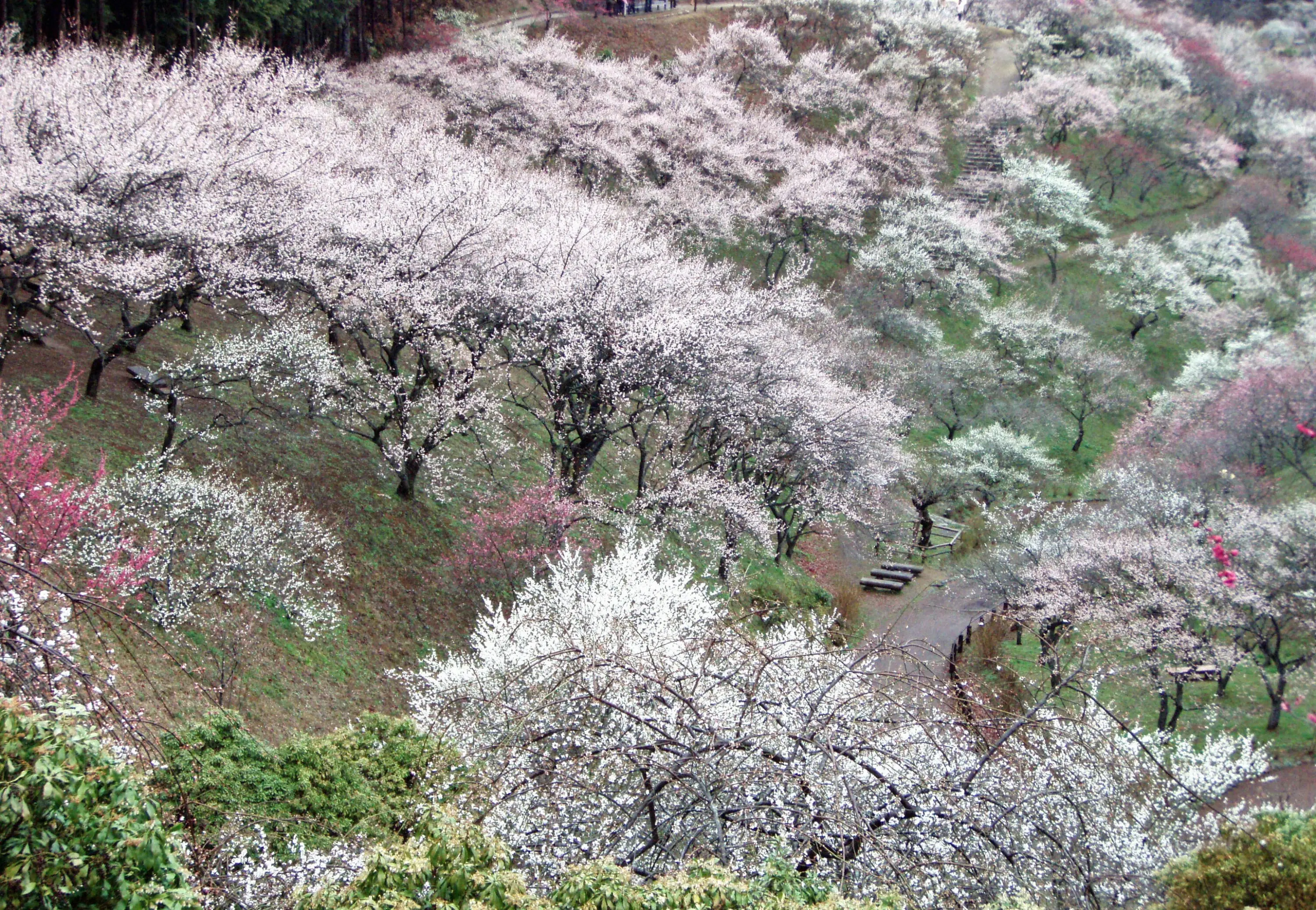 Yoshino-Baigo-Ume-Matsuri2