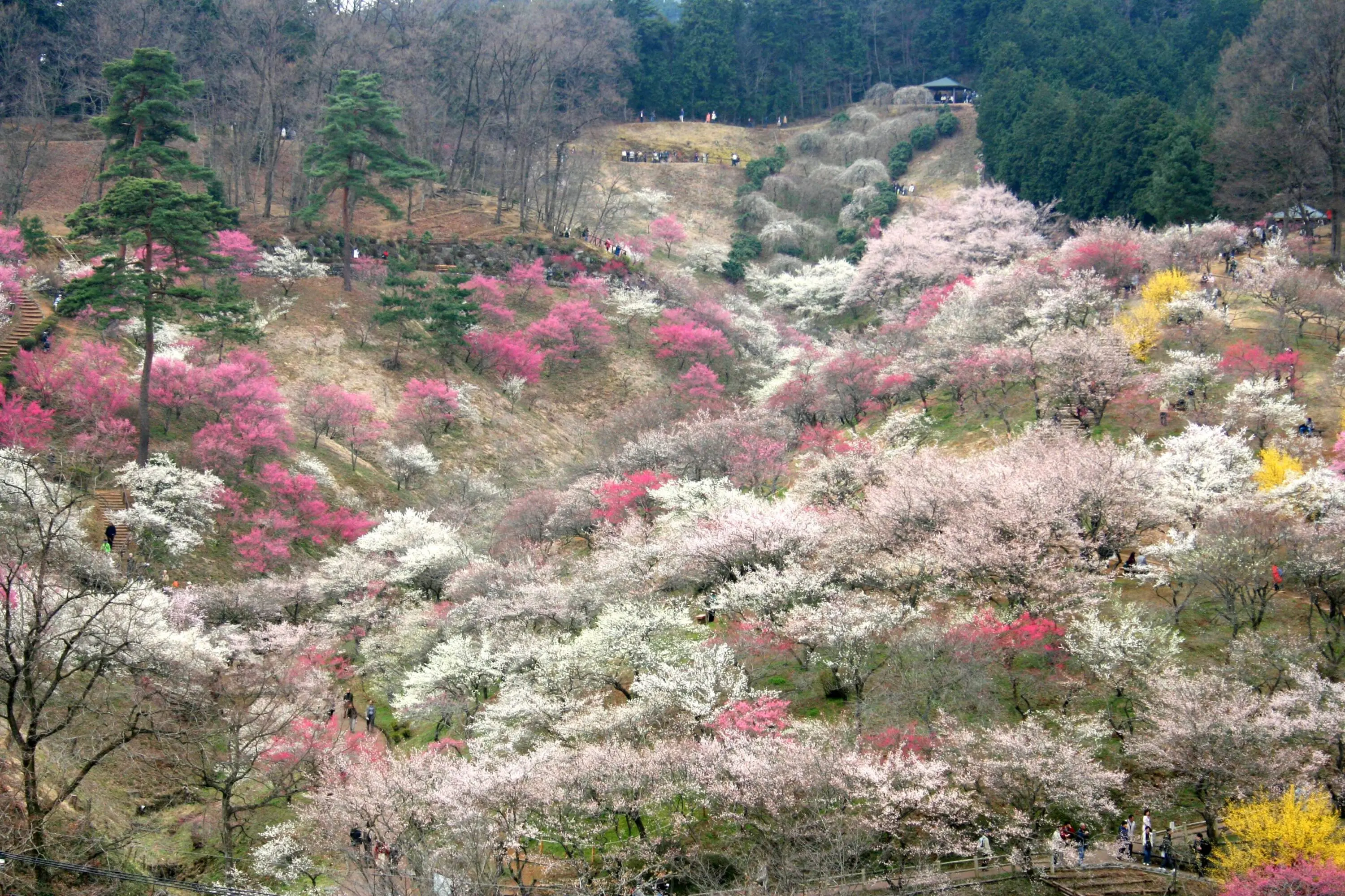 Yoshino-Baigo-Ume-Matsuri1