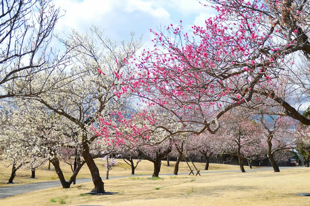 odawara-ume-matsuri