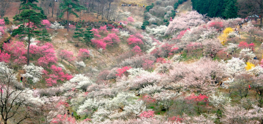Đón xuân tại những rừng hoa mơ đẹp nhất Tokyo và các vùng lân cận