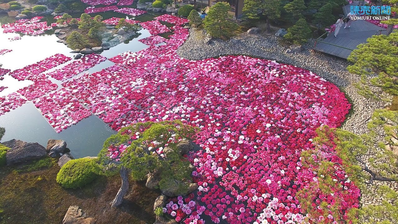 lễ-hội-mẫu-đơn