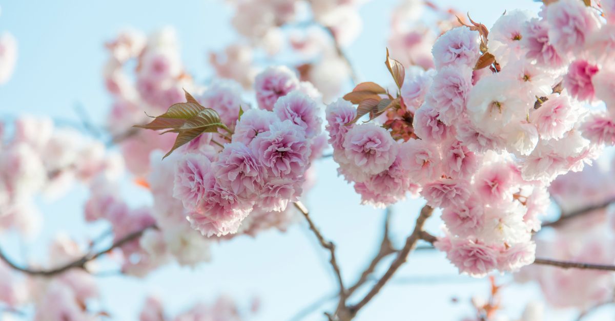 Dự báo mùa hoa anh đào Nhật Bản năm 2026