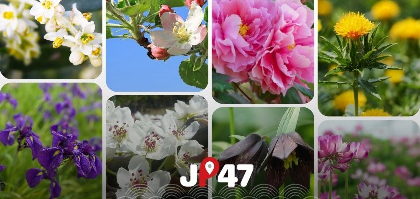 Những loài hoa đại diện cho 47 tỉnh thành Nhật Bản