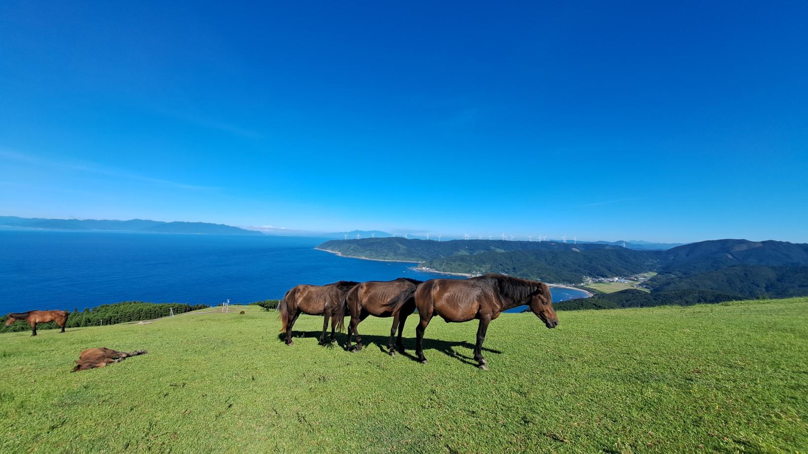 Những chú ngựa tự do ở Mũi Toi