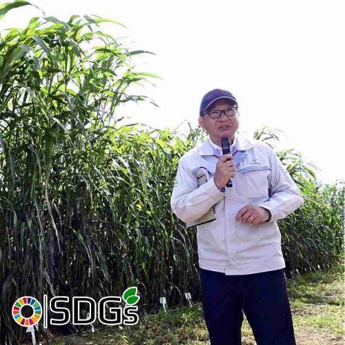 Toyota phát triển nhiên liệu sinh học từ lúa miến tại Fukushima