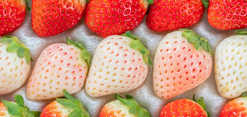 Dâu tây Nhật Bản - Hương vị mùa xuân ngọt ngào đầy mê hoặc