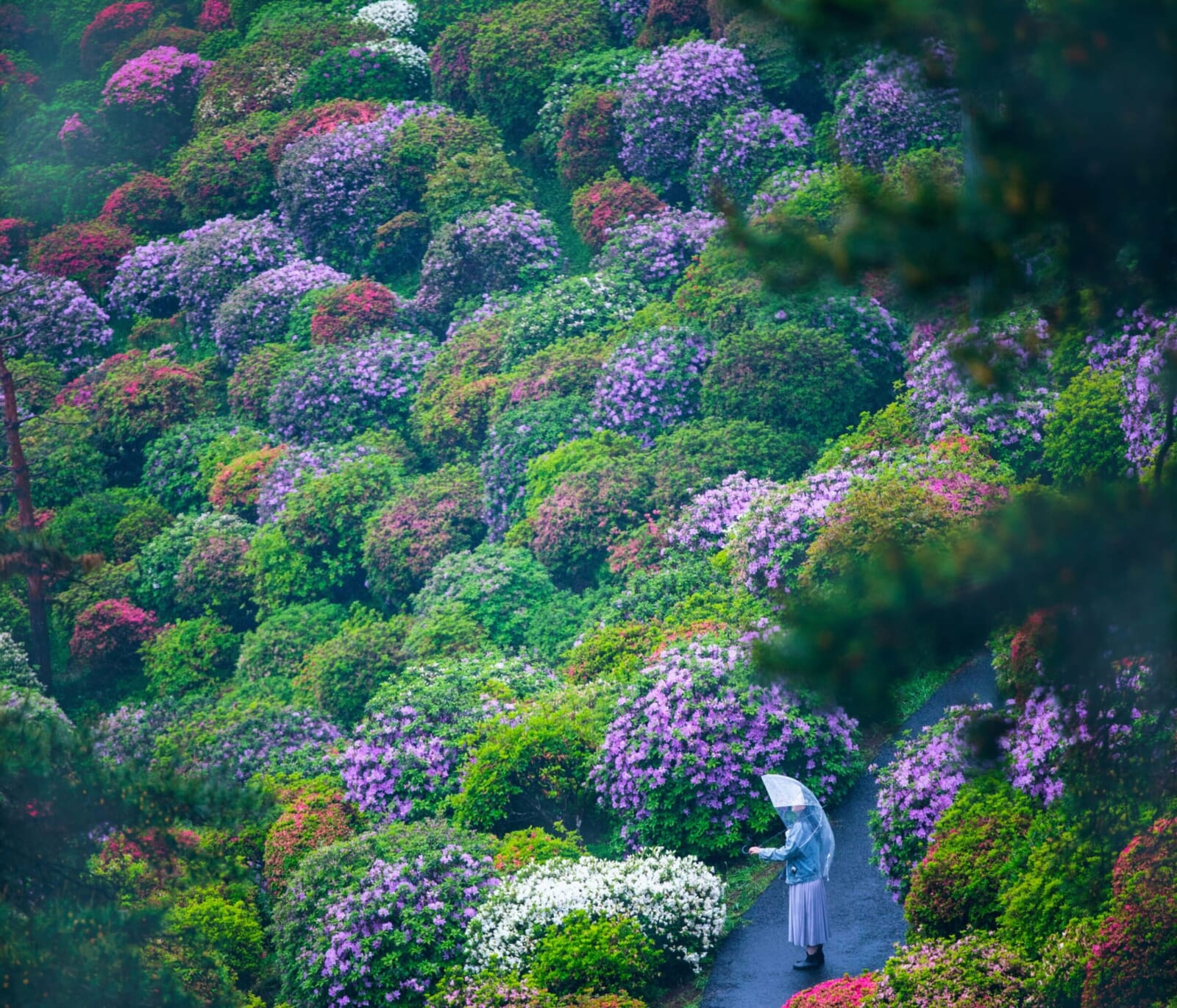 hoa-đỗ-quyên-tại-chùa-kannonji