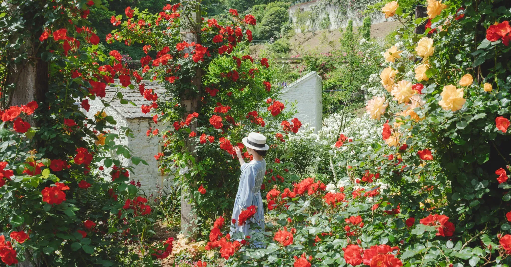 hoa-hồng-rừng-acao