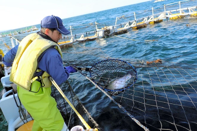 nuôi-cá-hồi-ngoài-khơi