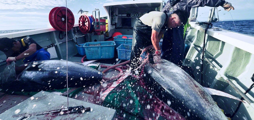 Theo chân ngư dân Oma săn “kim cương đen” giữa biển khơi Nhật Bản