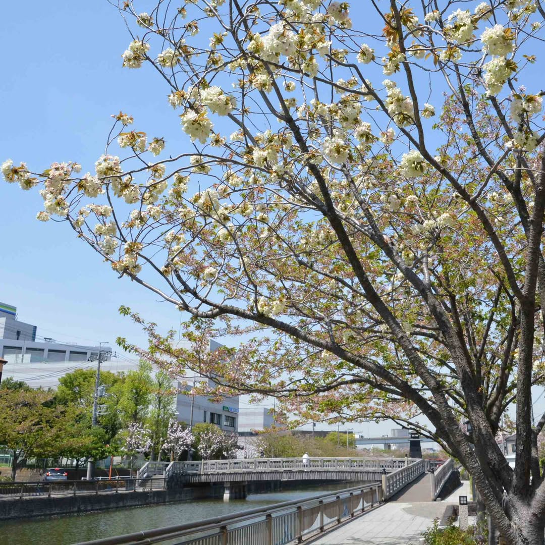 Shinkawa Senbonzakura