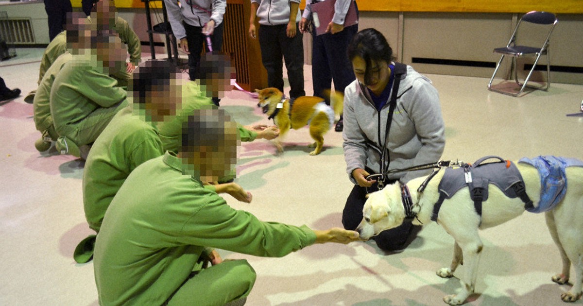 chăm-sóc-chó-trong-trại-giam