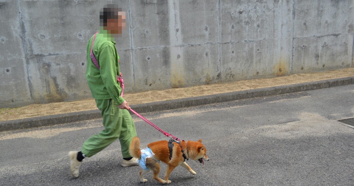 dắt-chó-đi-dạo